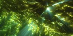 Scientists Confirm Fukushima Radiation in California Kelp